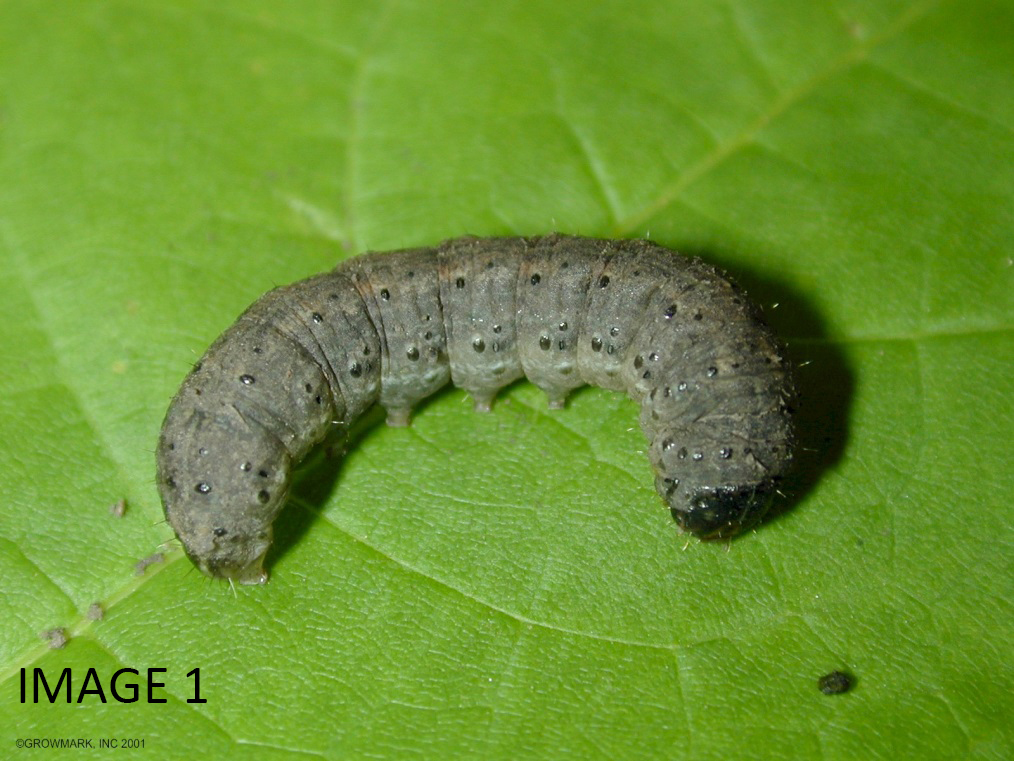 BLACK CUTWORMS